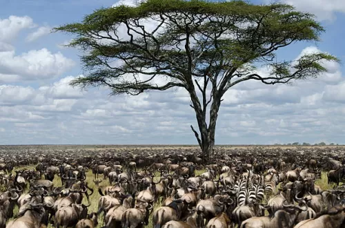 4 Days Serengeti Migration Safari: Unforgettable Experience