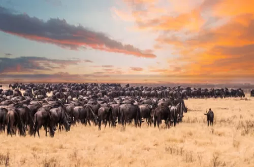  Serengeti Migration Safari in July 2024/2025: Best Insights
