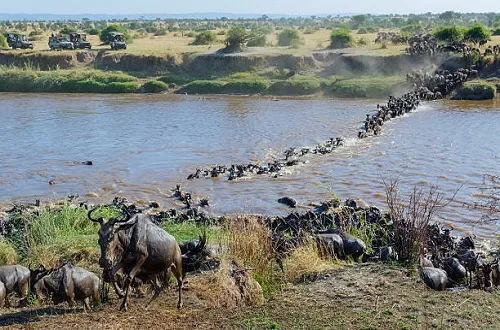 Serengeti Migration Safari in June 2025/2026: Grumeti River