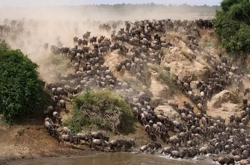 Serengeti Migration Safari in September 2024/2025