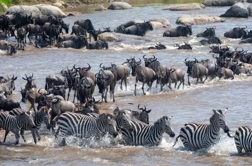Serengeti Migration Safari 2024/2025: Epic Adventure Awaits