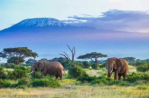 10-tägige Kilimandscharo-Tour und Tansania Wildlife Safari