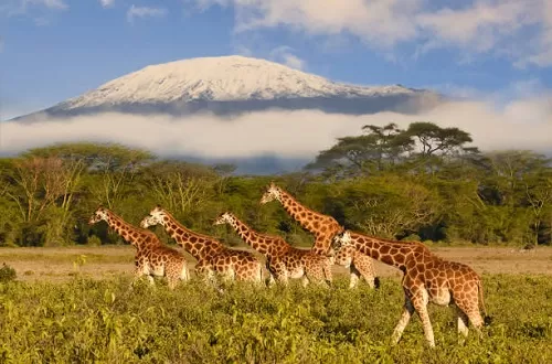 11 Tage Kilimandscharo-Besteigung und Tansania-Safari