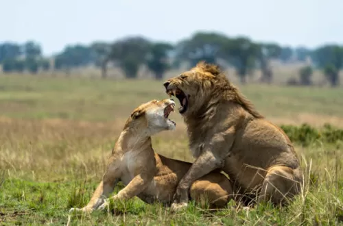 Beste Reisezeit für den Serengeti-Nationalpark
