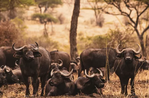 Beste Zeit für einen Besuch des Ngorongoro-Kraters
