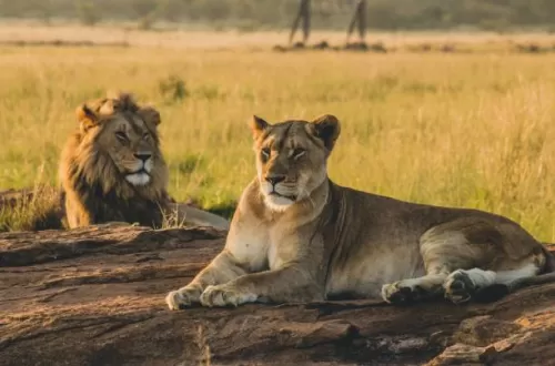 Serengeti-Nationalpark-Safari: Unvergessliches Abenteuer