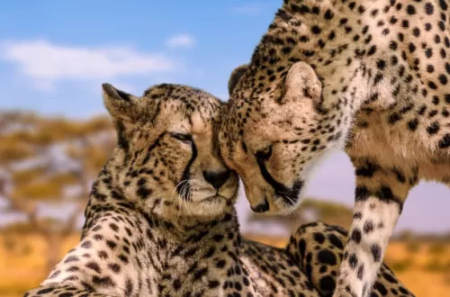 Tiere im Serengeti-Nationalpark: Begegnung mit Wildtieren