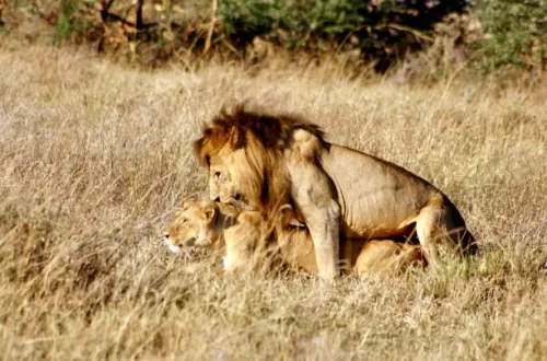 Was ist die Geschichte des Ngorongoro-Kraters?