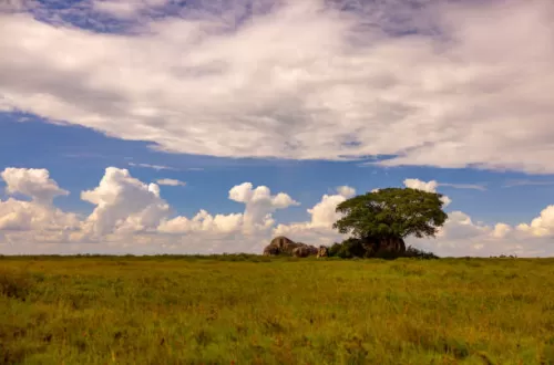 Wettermuster im Serengeti-Nationalpark verstehen