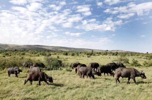 Wie gelangten Tiere in den Ngorongoro-Krater?