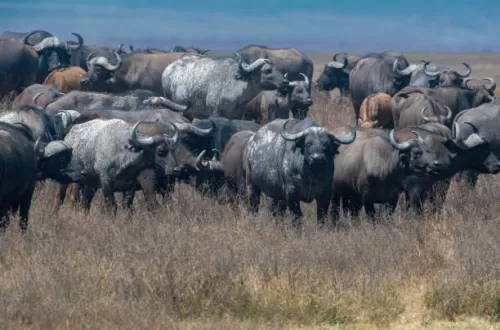 Wofür ist der Ngorongoro-Krater berühmt?