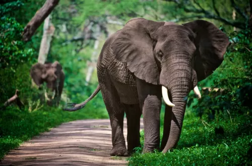 Safari de 2 jours en Tanzanie: court voyage le plus apprécié